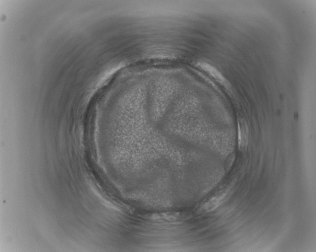 X0000070390627200606301947