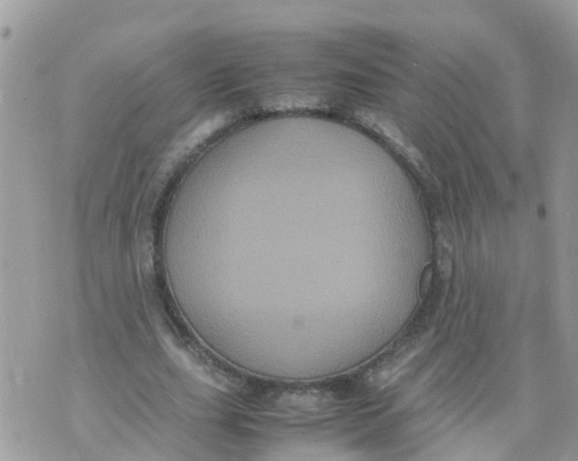 X0000070390631200606301947