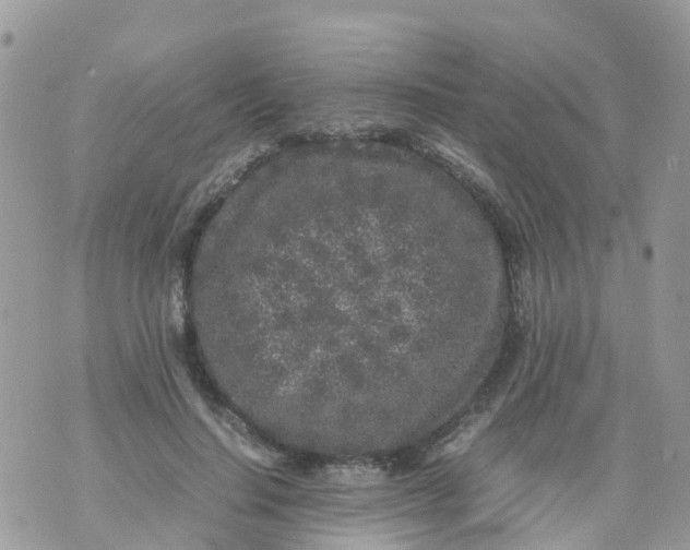 X0000070390644200606301947