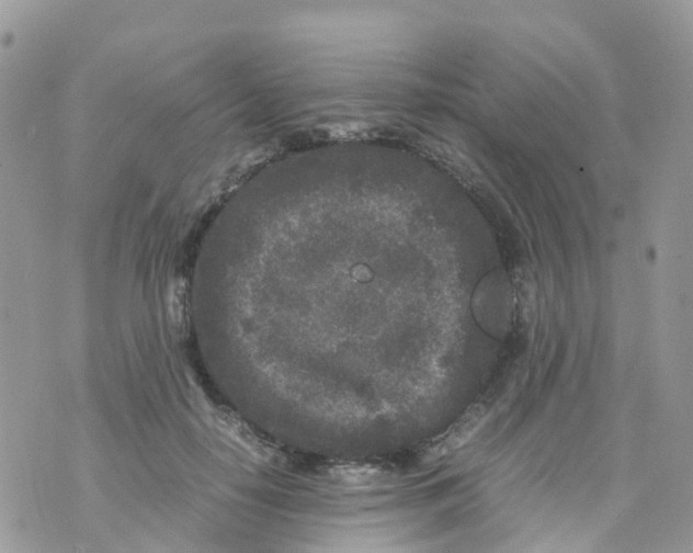 X0000070390650200606301947