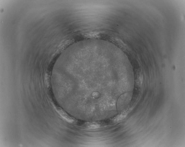 X0000070390658200606301947