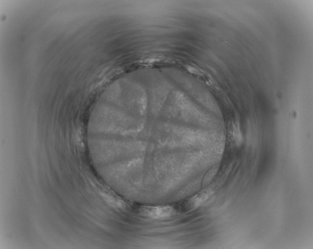 X0000070390663200606301947