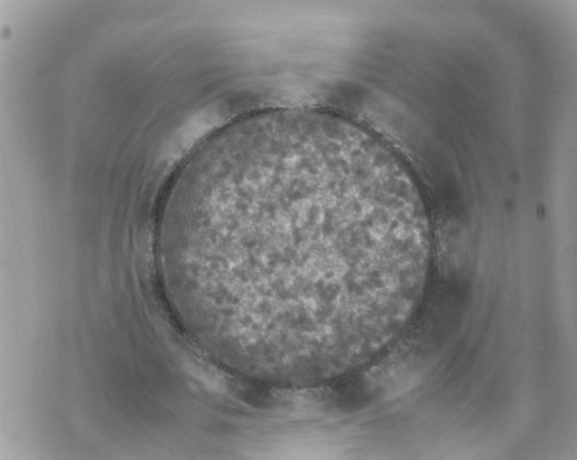 X0000070390679200606301947