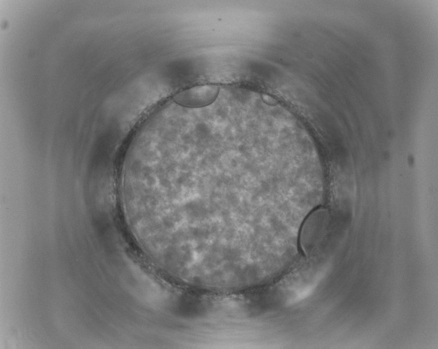 X0000070390683200606301947