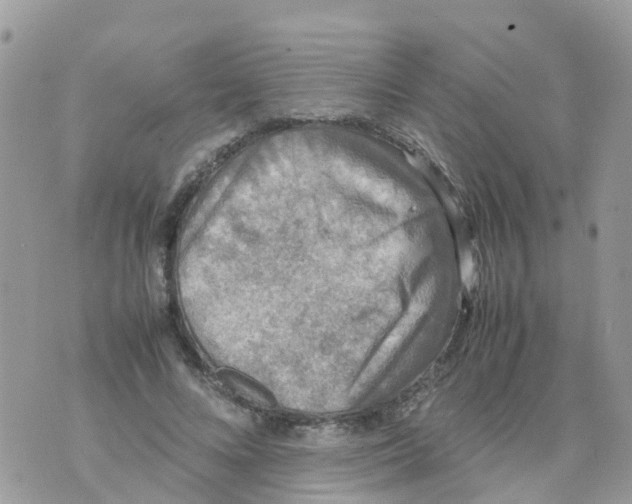 X0000070390688200606301947