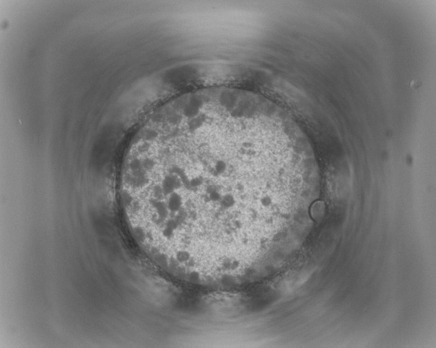 X0000070390691200606301947