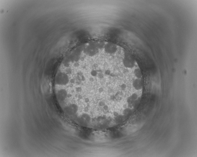 X0000070390703200606301946