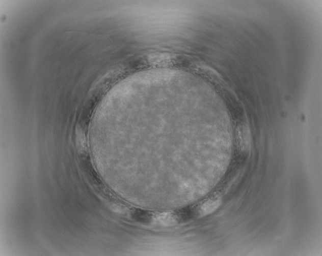 X0000070390705200606301946