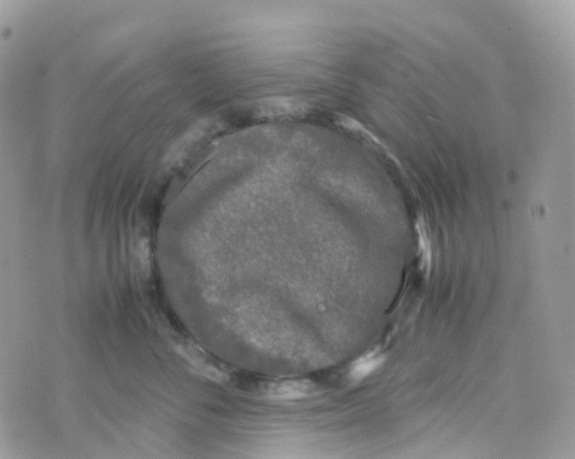 X0000070390716200606301946