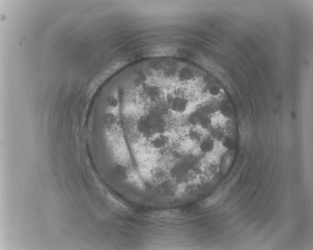 X0000070390721200606301945