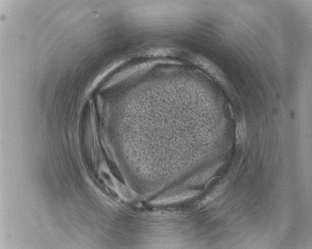 X0000070390722200606301945