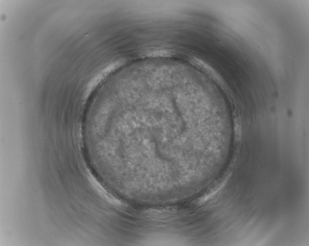 X0000070390725200606301945