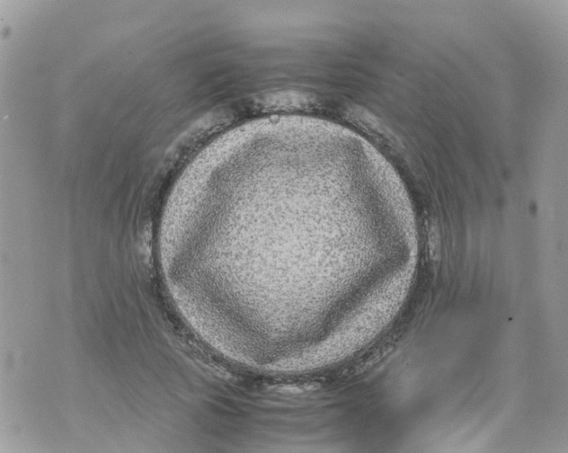 X0000070390737200606301946