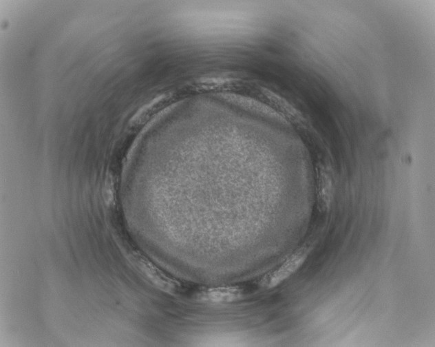 X0000070390758200606301946