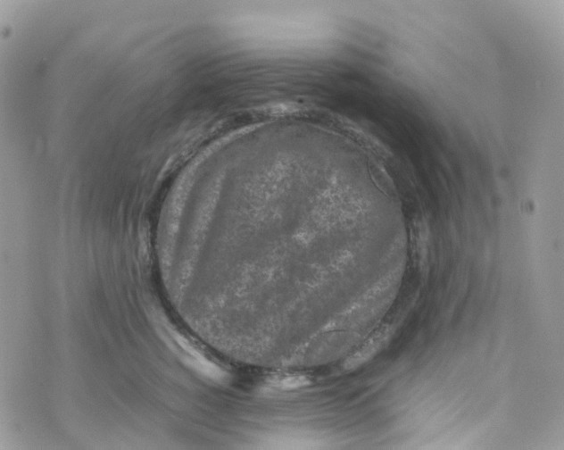 X0000070390760200606301946