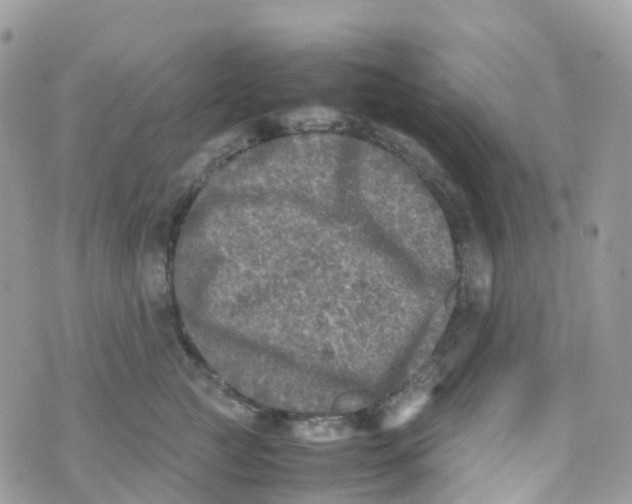 X0000070390761200606301946