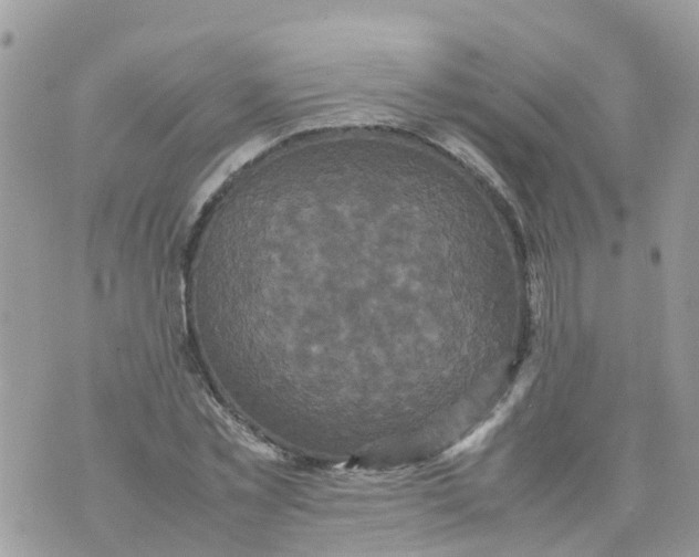 X0000070390781200606301945