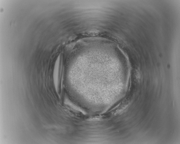 X0000070390818200606301944