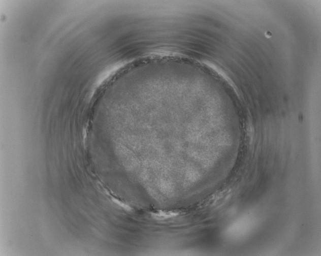 X0000070390823200606301944