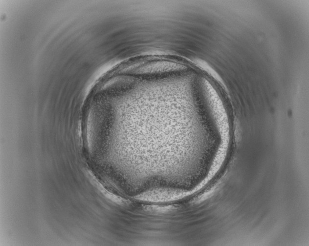 X0000070390831200606301944