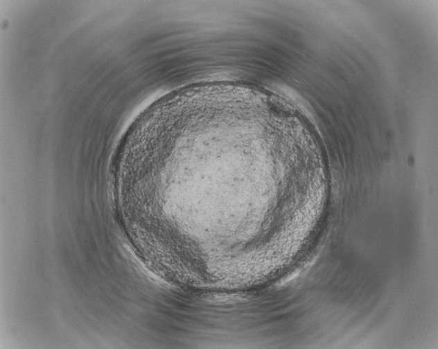 X0000070390835200606301944