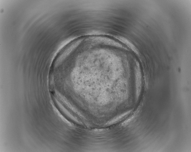 X0000070390839200606301944