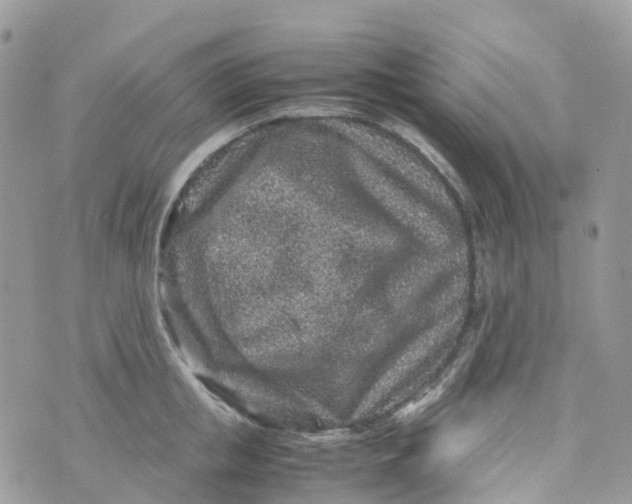 X0000070390853200606301944