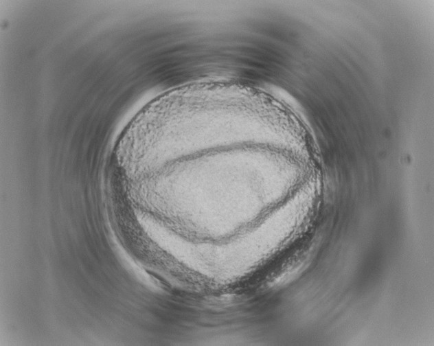 X0000070390859200606301944