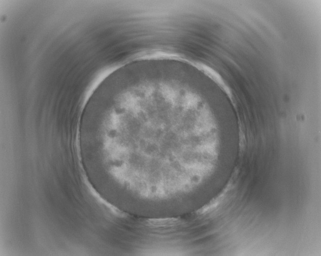 X0000070390863200606301945