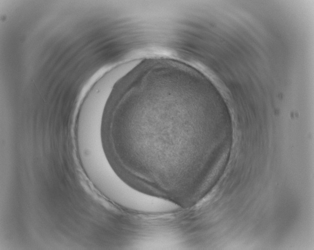 X0000070390864200606301945