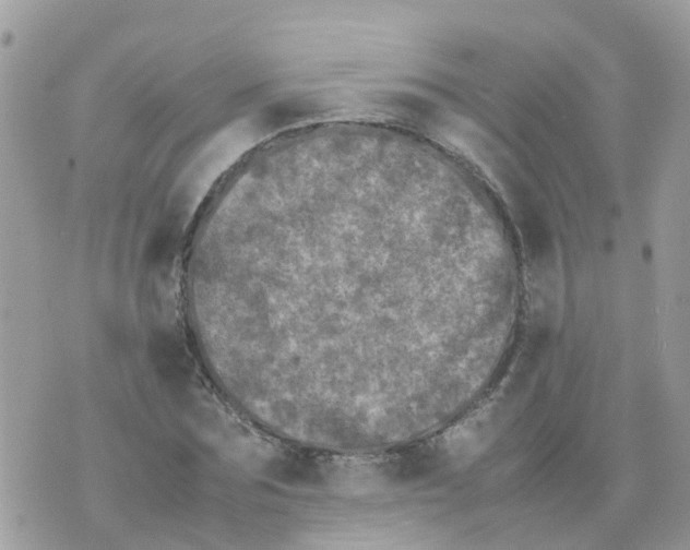 X0000070390875200606301944