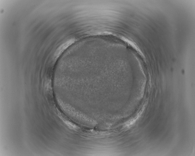 X0000070390881200606301943