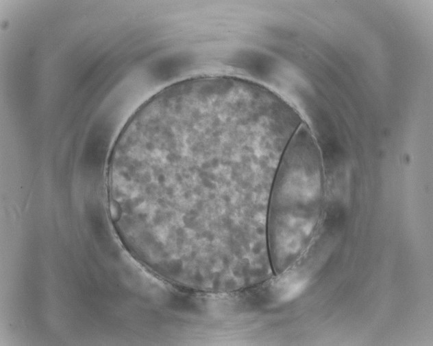 X0000070390903200606301943