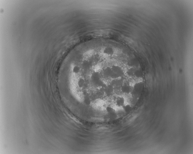 X0000070390913200606301942