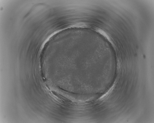 X0000070390923200606301942