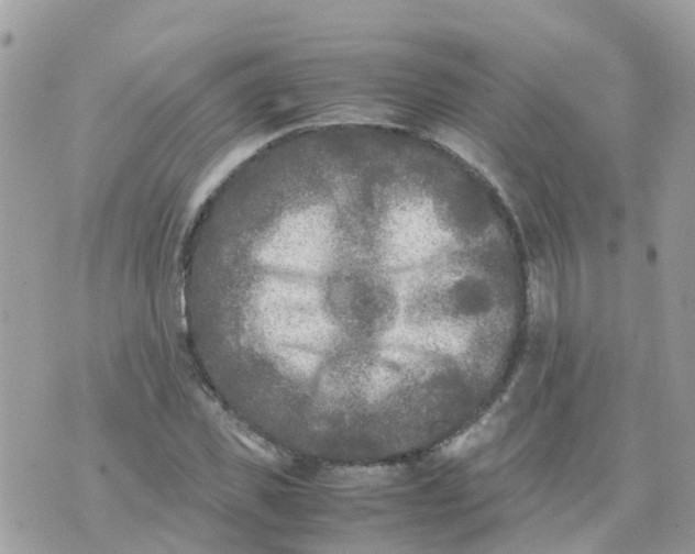 X0000070390925200606301942