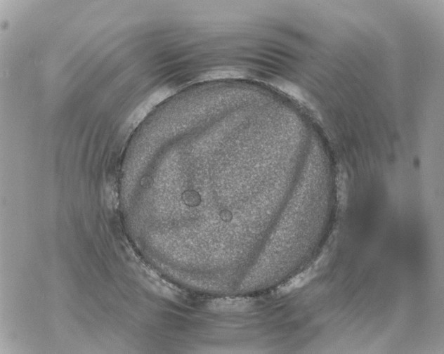 X0000070390929200606301942