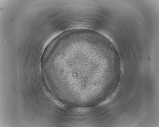 X0000070390933200606301943