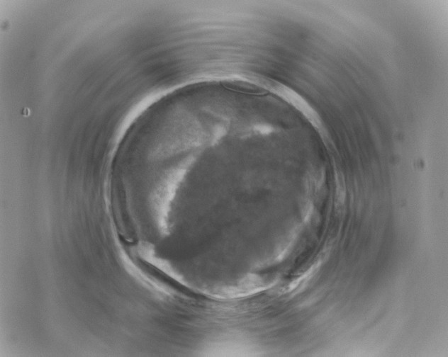 X0000070390958200606301943