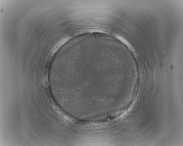 X0000070390977200606301942