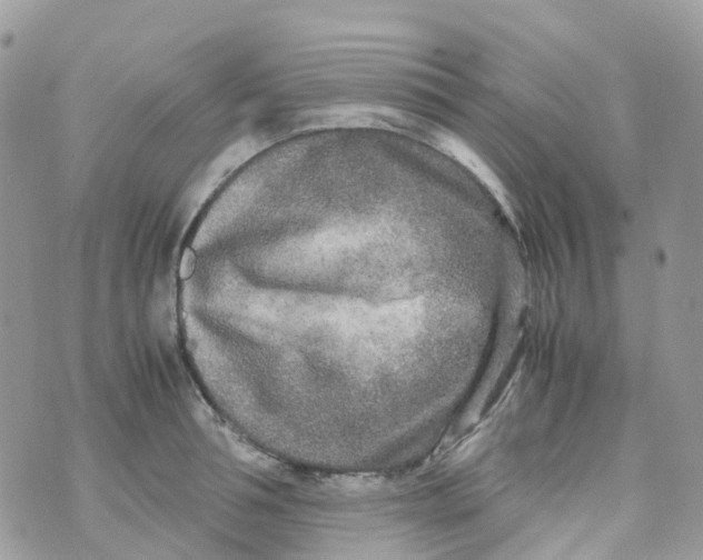 X0000070390994200606301942