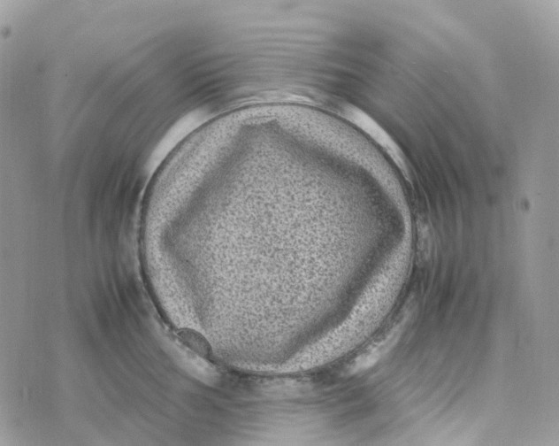 X0000070391002200606301942