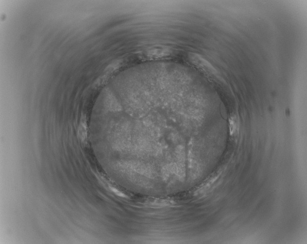 X0000070391011200606301941