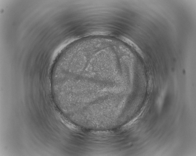 X0000070391027200606301941