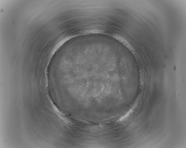 X0000070391031200606301941