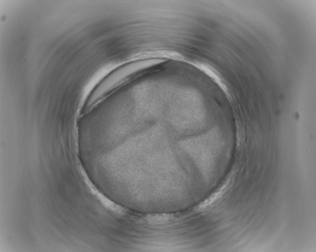 X0000070391046200606301941