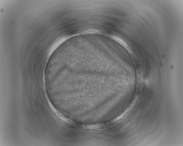 X0000070391047200606301941