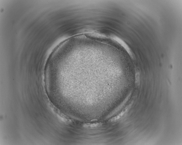 X0000070391051200606301941