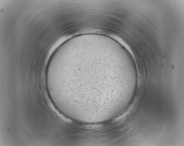 X0000070391053200606301941