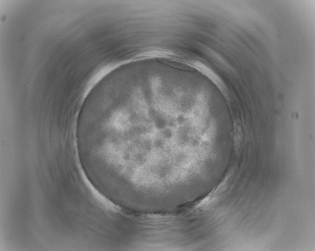 X0000070391055200606301941